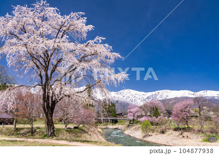 《長野県》桜満開の白馬村・北アルプスをのぞむ大出公園 104877938