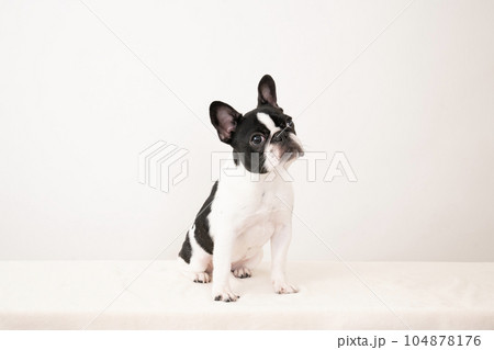 お座りしたフレンチブルのピピちゃん 104878176