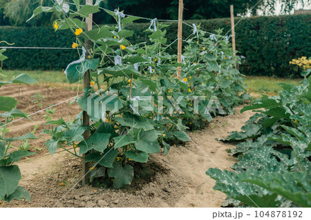 The growth and blooming of greenhouse cucumbers. the Bush cucumber on the trellis. Cucumbers vertical planting. Growing organic food. Cucumbers harvest.Cucumbers grow on a bed. The growth and blooming of greenhouse cucumbers. the Bush cucumber on the trellis. Cucumbers vertical planting. Growing organic food. Cucumbers harvest.Cucumbers grow on a bed. 104878192