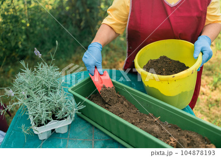 Woman takes care lavender flower in flower pot, does gardening, hobby in home garden. Caring houseplant planted in flowerpot 104878193