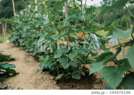 The growth and blooming of greenhouse cucumbers. the Bush cucumber on the trellis. Cucumbers vertical planting. Growing organic food. Cucumbers harvest.Cucumbers grow on a bed. 104878196