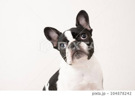 見上げる仔犬のフレンチブルのピピちゃんのバストアップ 104878242