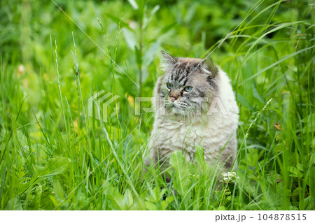 Siberian cat in a grass outdoors Siberian cat in a grass outdoors 104878515