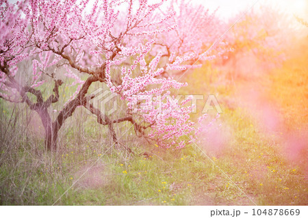 A peach blooms in the spring garden. Beautiful bright pale pink background. A flowering tree branch in selective focus. A dreamy romantic image of spring. Atmospheric natural background A peach blooms in the spring garden. Beautiful bright pale pink background. A flowering tree branch in selective focus. A dreamy romantic image of spring. Atmospheric natural background 104878669