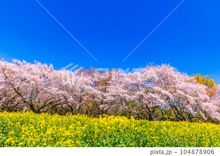 青空に映える菜の花と桜並木 国営昭和記念公園 青空に映える菜の花と桜並木 国営昭和記念公園 104878906