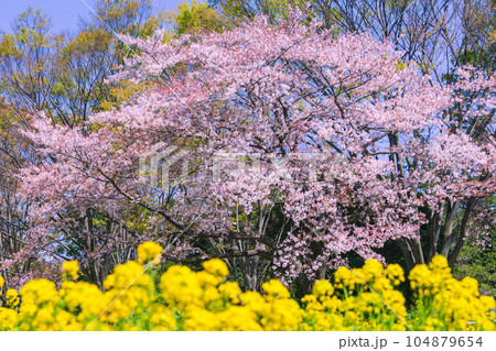 菜の花と桜 国営昭和記念公園 菜の花と桜 国営昭和記念公園 104879654