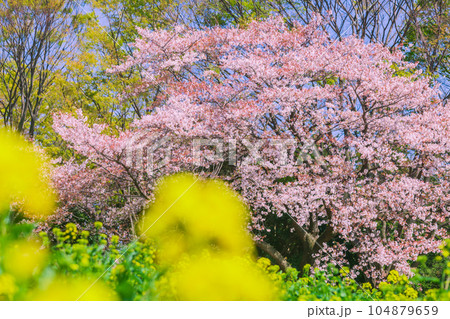 菜の花と桜 国営昭和記念公園 菜の花と桜 国営昭和記念公園 104879659
