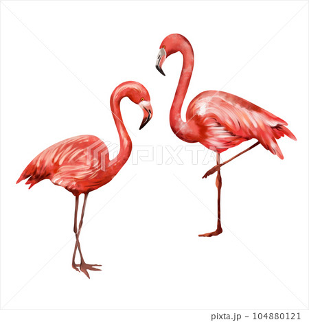 Two pink flamingos isolated on white background. Watercolor illustration on a summer theme. Greeting cards, wedding invitations, flyers and banners. Two pink flamingos isolated on white background. Watercolor illustration on a summer theme. Greeting cards, wedding invitations, flyers and banners. 104880121