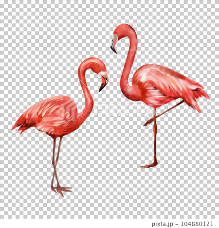 Two pink flamingos isolated on white background. Watercolor illustration on a summer theme. Greeting cards, wedding invitations, flyers and banners. 104880121