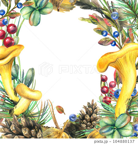 Forest edible chanterelle mushrooms with cranberries, blueberries, cones, twigs and moss. Watercolor illustration, hand drawn. Frame on white background 104880137