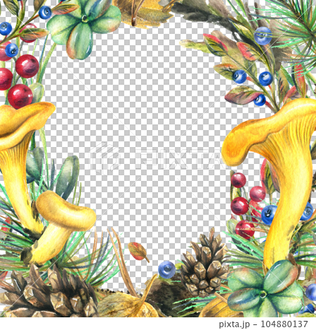 Forest edible chanterelle mushrooms with cranberries, blueberries, cones, twigs and moss. Watercolor illustration, hand drawn. Frame on white background 104880137