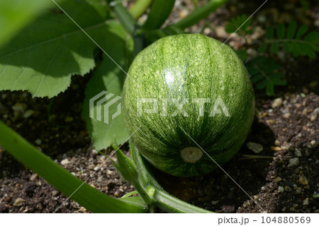 ウリの子供 104880569