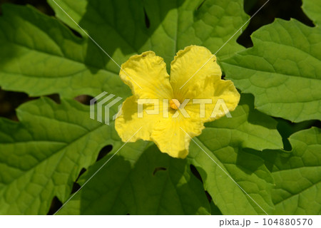 ウリの花 ウリの花 104880570