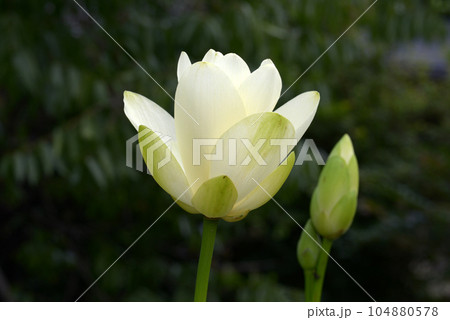 キバナハス　ハスの花 104880578