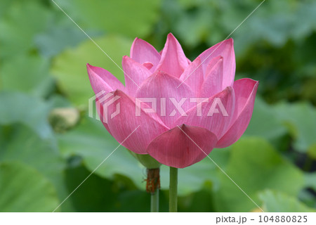 ハスの花 ハスの花 104880825