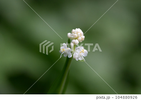 ヤブミョウガの花 ヤブミョウガの花 104880926