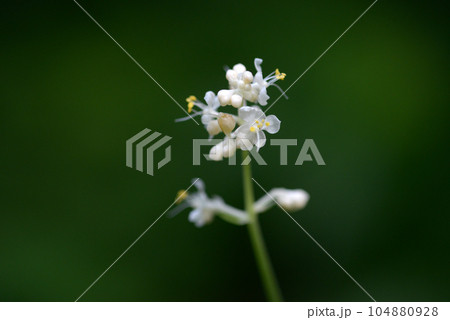 ヤブミョウガの花 104880928
