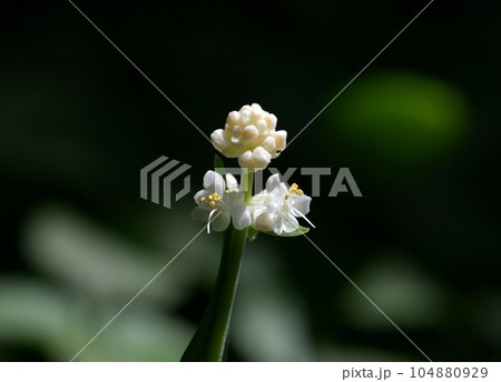 ヤブミョウガの花 104880929