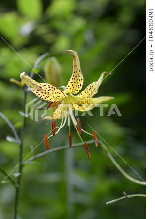 黄金オニユリ 104880991