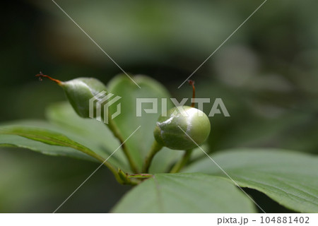 夏椿の蕾 104881402