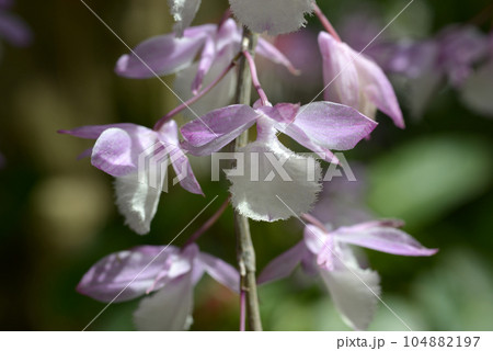 デンドロビウム・アフィルム　ランの花 104882197