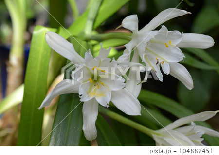 パミアンテ・ペルウィアナ 104882451