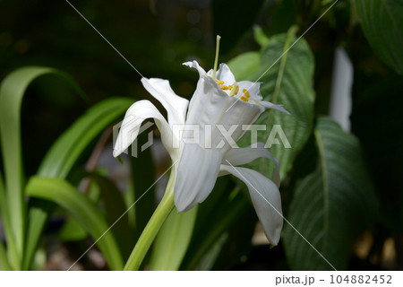 パミアンテ・ペルウィアナ 104882452