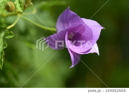 ブルーハイビスカス 104882668