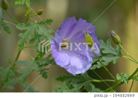 ブルーハイビスカス 104882669
