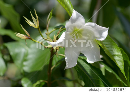 ポーモンティア・ムルティフロラ 104882674