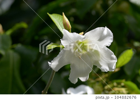 ポーモンティア・ムルティフロラ 104882676