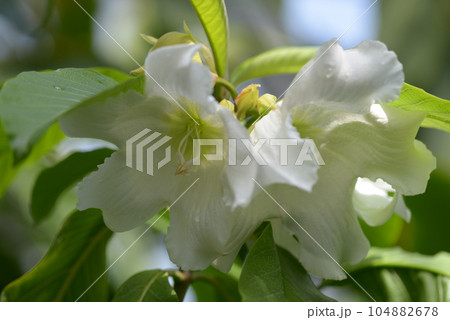 ポーモンティア・ムルティフロラ 104882678