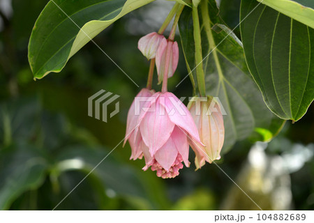 メディニラ・マグニフィカ メディニラ・マグニフィカ 104882689