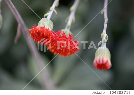 旋風麒麟 旋風麒麟 104882712