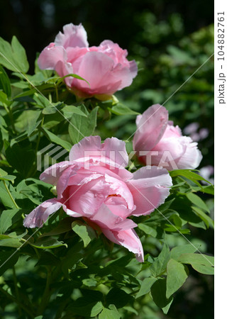 花一輪　ボタンの花 104882761