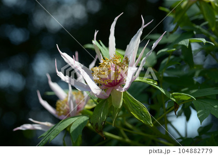 胡蝶の舞 ボタンの花 胡蝶の舞 ボタンの花 104882779
