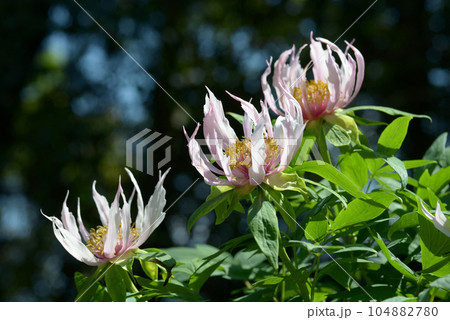 胡蝶の舞　ボタンの花 104882780