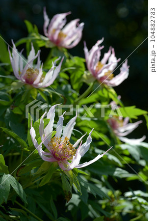 胡蝶の舞 ボタンの花 胡蝶の舞 ボタンの花 104882783