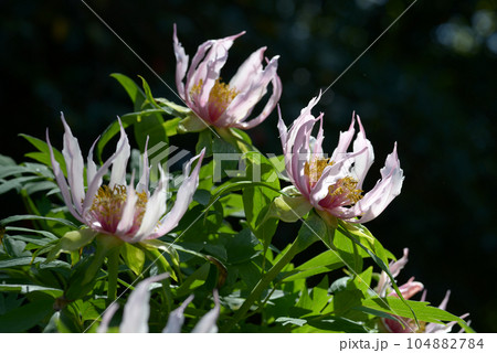 胡蝶の舞　ボタンの花 104882784