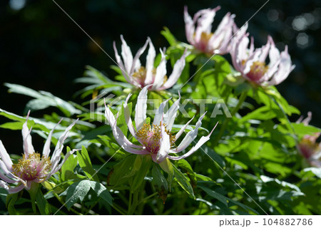 胡蝶の舞　ボタンの花 104882786