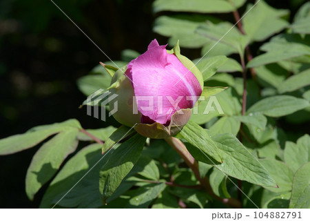 左大臣　ボタンの花の蕾 104882791