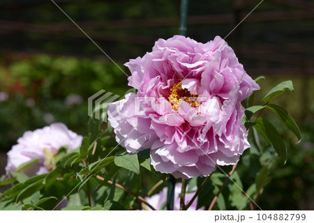 新鎌田 ボタンの花 新鎌田 ボタンの花 104882799