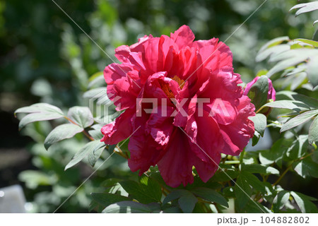 島の輝　ボタンの花 104882802