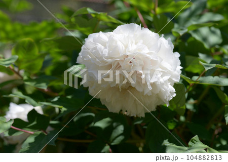 白鳳 ボタンの花 白鳳 ボタンの花 104882813