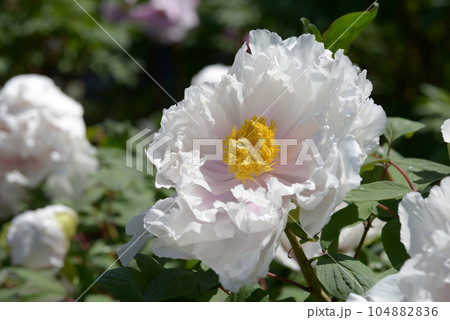 白木連 ボタンの花 白木連 ボタンの花 104882836
