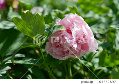 緑胡蝶 ボタンの花 緑胡蝶 ボタンの花 104882897