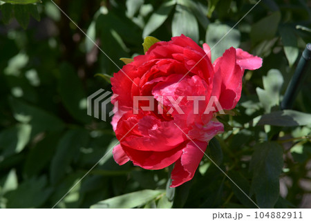 殷富門　ボタンの花 104882911