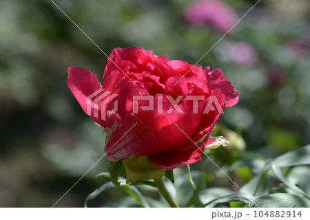 殷富門　ボタンの花 104882914