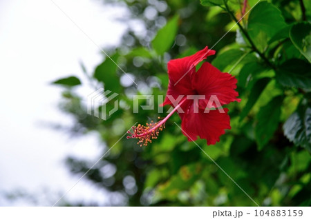 ハイビスカスの花 104883159