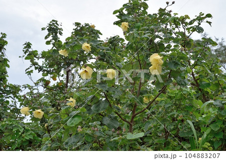 オオハマボウの花 104883207